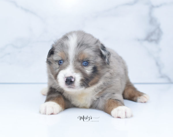 Mini / Toy Australian Shepherd Puppy Homie