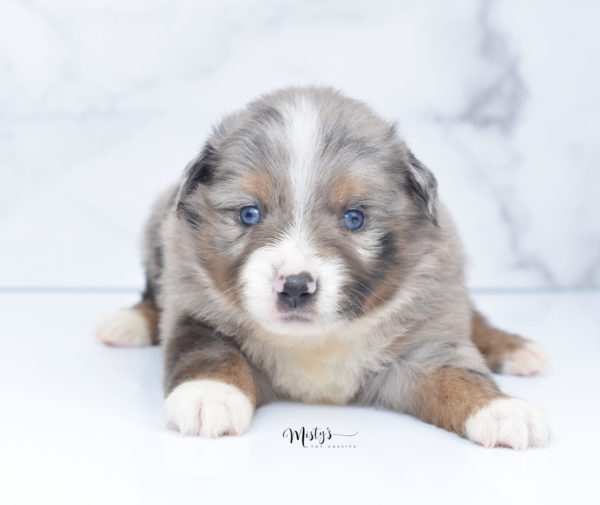 Mini / Toy Australian Shepherd Puppy Homie