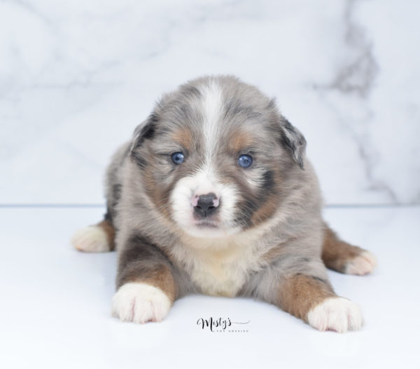 Mini / Toy Australian Shepherd Puppy Homie