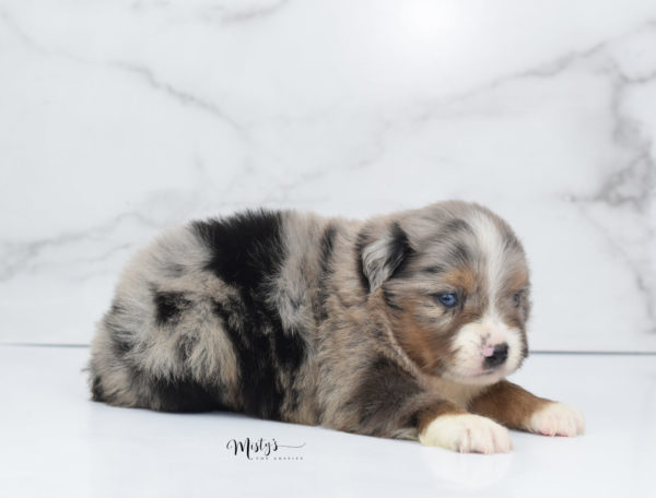 Mini / Toy Australian Shepherd Puppy Homie