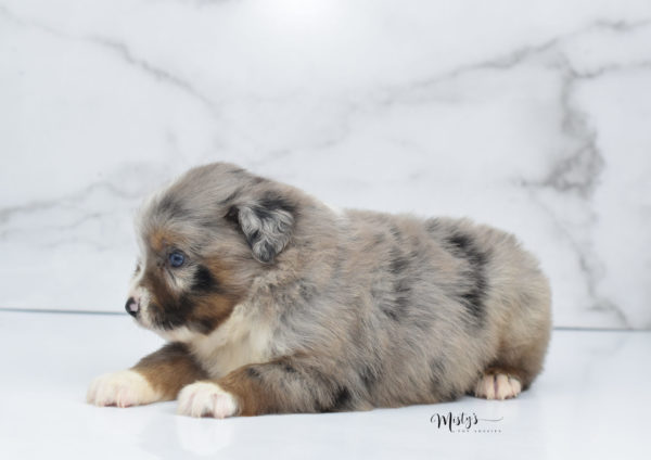 Mini / Toy Australian Shepherd Puppy Homie