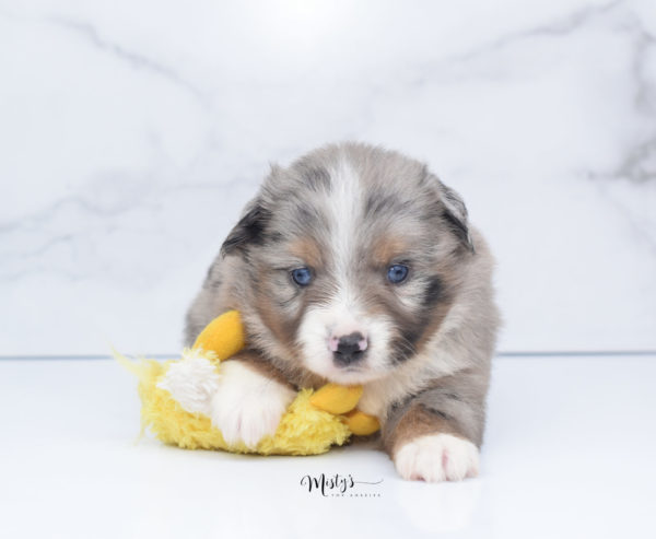 Mini / Toy Australian Shepherd Puppy Homie