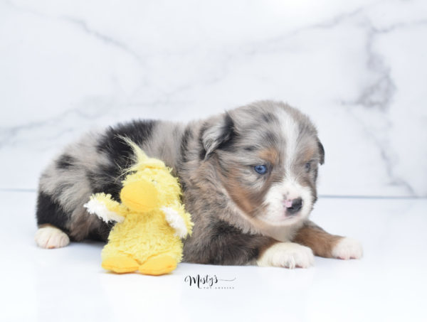 Mini / Toy Australian Shepherd Puppy Homie