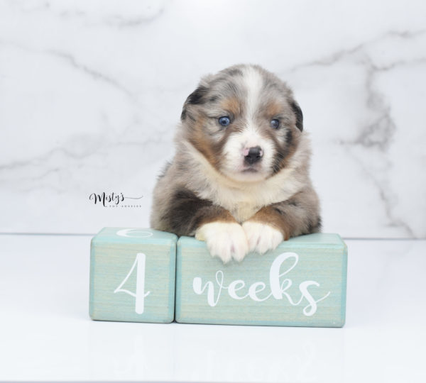 Mini / Toy Australian Shepherd Puppy Homie