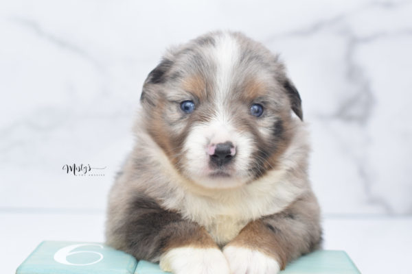 Mini / Toy Australian Shepherd Puppy Homie