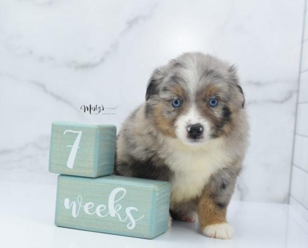 Mini / Toy Australian Shepherd Puppy Homie