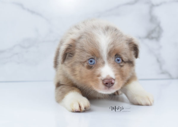 Mini / Toy Australian Shepherd Puppy VooDoo