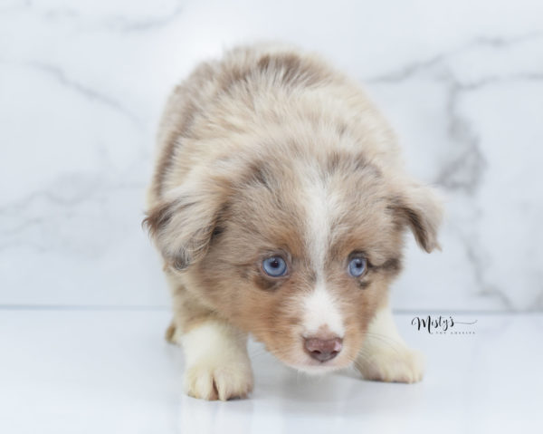 Mini / Toy Australian Shepherd Puppy VooDoo