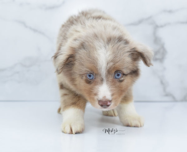 Mini / Toy Australian Shepherd Puppy VooDoo