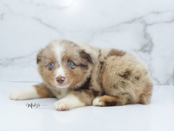 Mini / Toy Australian Shepherd Puppy VooDoo