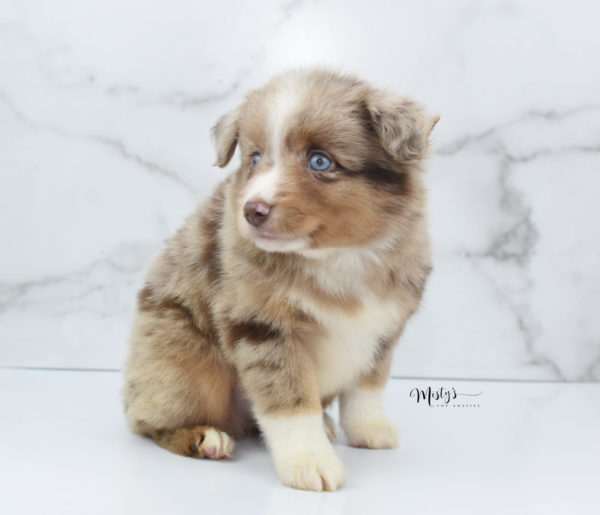 Mini / Toy Australian Shepherd Puppy VooDoo