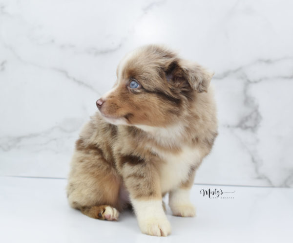 Mini / Toy Australian Shepherd Puppy VooDoo