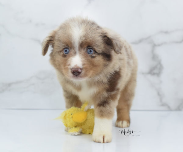 Mini / Toy Australian Shepherd Puppy VooDoo