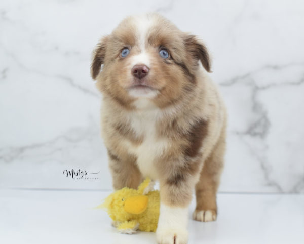 Mini / Toy Australian Shepherd Puppy VooDoo