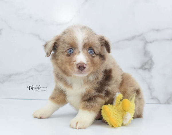 Mini / Toy Australian Shepherd Puppy VooDoo