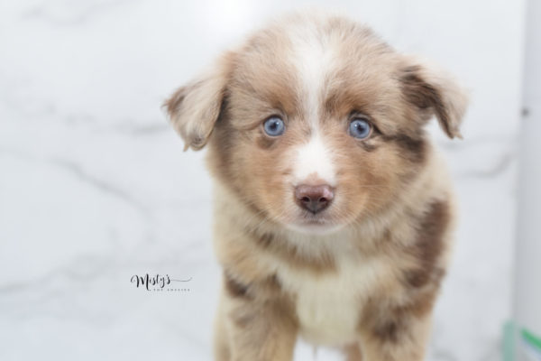 Mini / Toy Australian Shepherd Puppy VooDoo