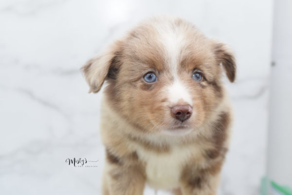 Mini / Toy Australian Shepherd Puppy VooDoo