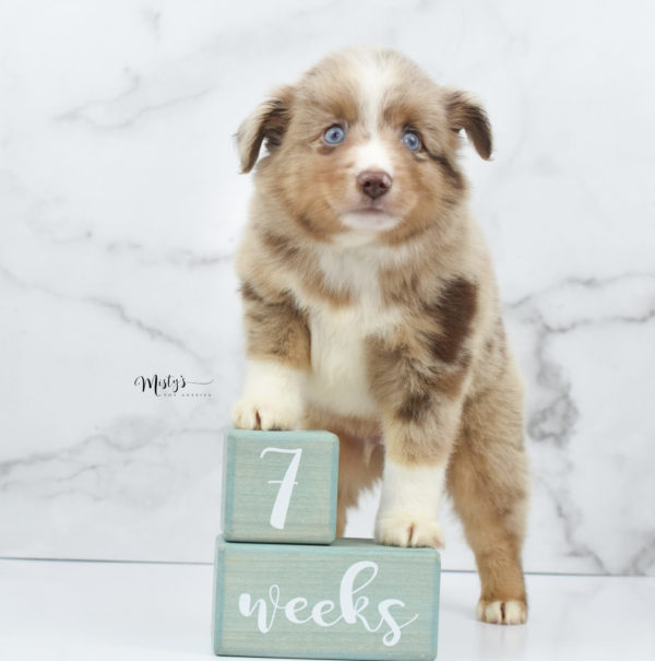 Mini / Toy Australian Shepherd Puppy VooDoo