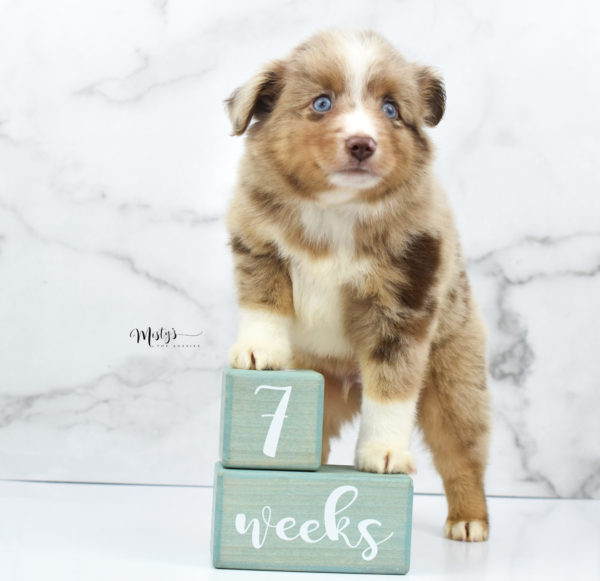 Mini / Toy Australian Shepherd Puppy VooDoo