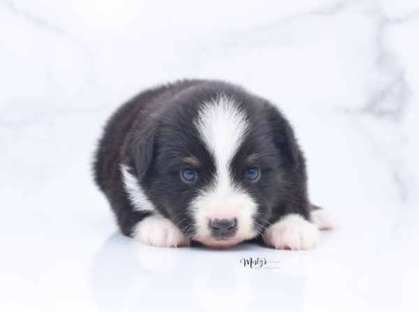 Mini / Toy Australian Shepherd Puppy Bonzai