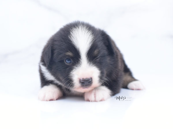 Mini / Toy Australian Shepherd Puppy Bonzai