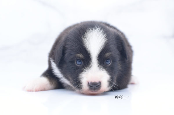 Mini / Toy Australian Shepherd Puppy Bonzai