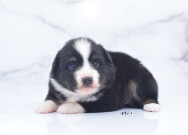 Mini / Toy Australian Shepherd Puppy Bonzai