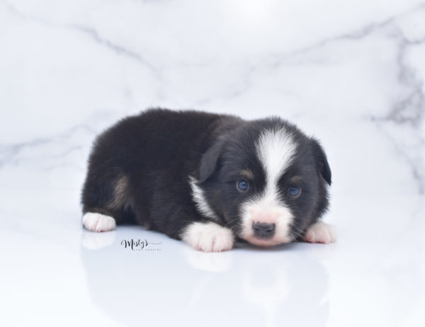 Mini / Toy Australian Shepherd Puppy Bonzai