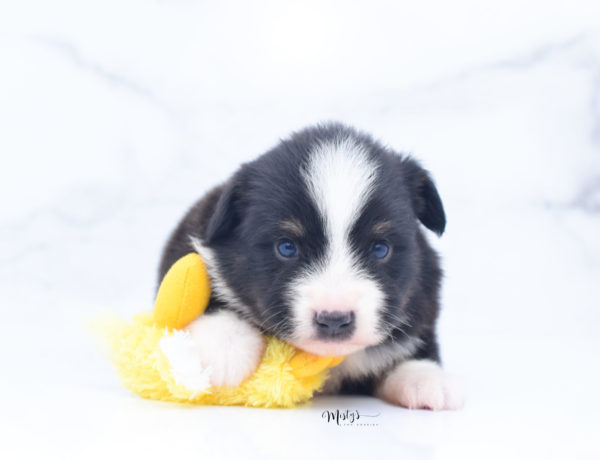 Mini / Toy Australian Shepherd Puppy Bonzai