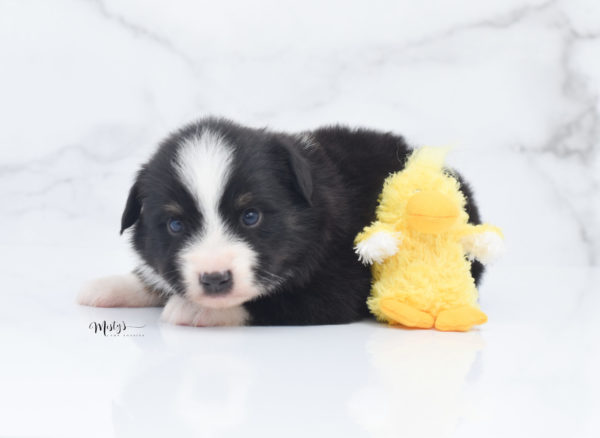 Mini / Toy Australian Shepherd Puppy Bonzai