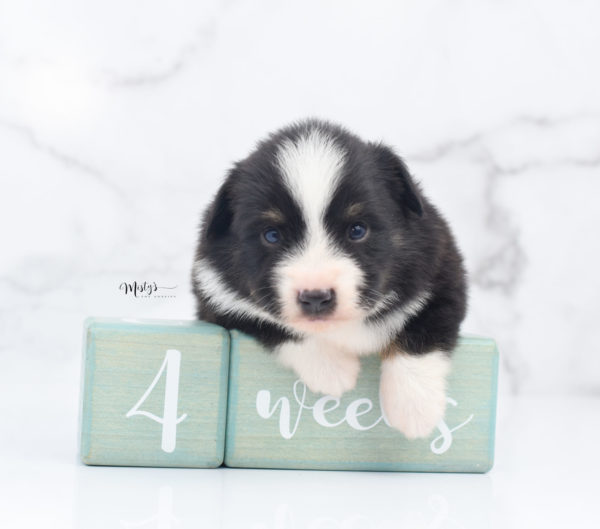 Mini / Toy Australian Shepherd Puppy Bonzai