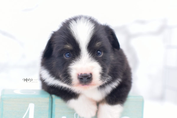 Mini / Toy Australian Shepherd Puppy Bonzai