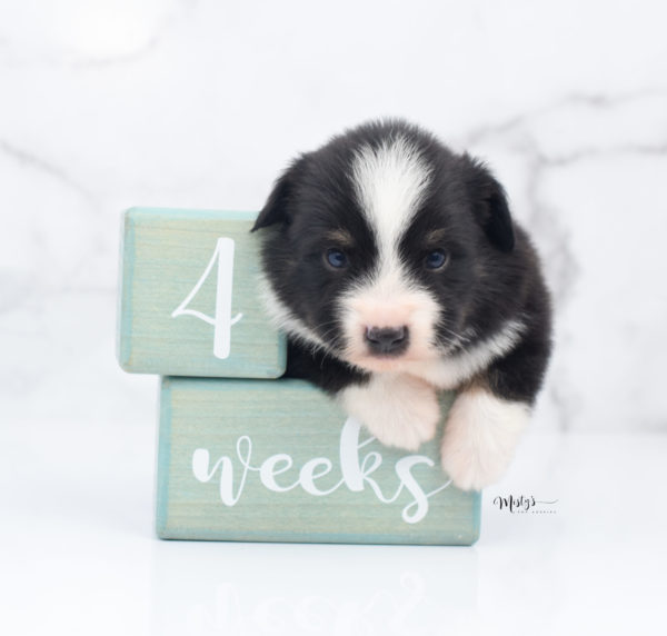 Mini / Toy Australian Shepherd Puppy Bonzai