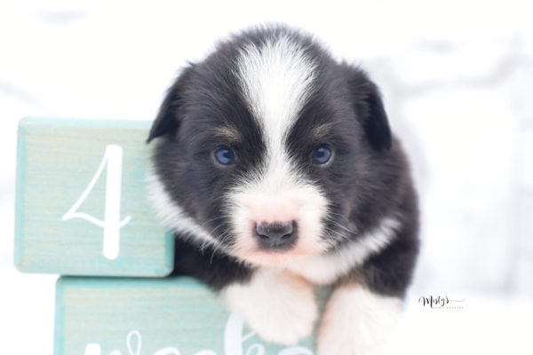 Mini / Toy Australian Shepherd Puppy Bonzai