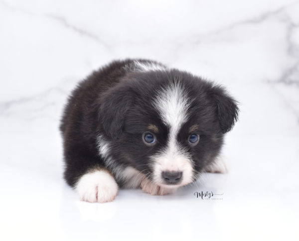 Mini / Toy Australian Shepherd Puppy Bonzai