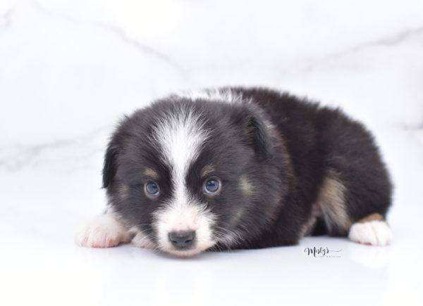 Mini / Toy Australian Shepherd Puppy Bonzai