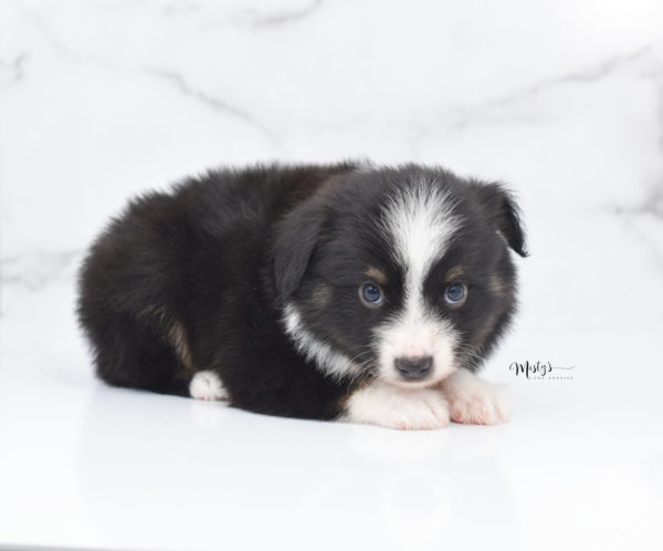 Mini / Toy Australian Shepherd Puppy Bonzai