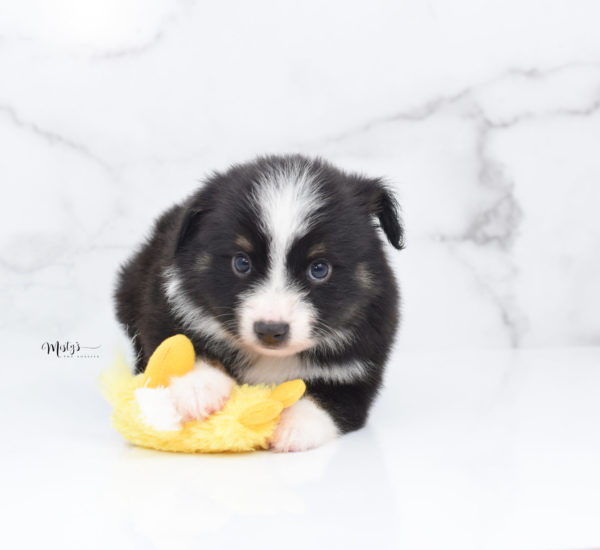 Mini / Toy Australian Shepherd Puppy Bonzai
