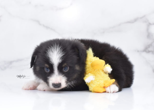 Mini / Toy Australian Shepherd Puppy Bonzai
