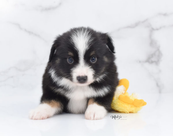 Mini / Toy Australian Shepherd Puppy Bonzai