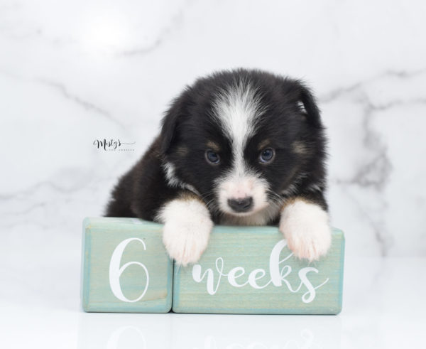 Mini / Toy Australian Shepherd Puppy Bonzai