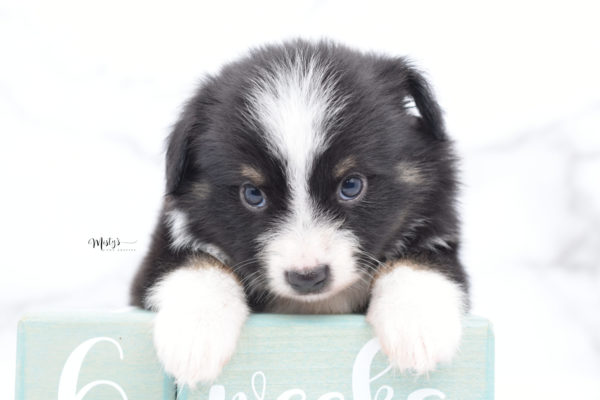 Mini / Toy Australian Shepherd Puppy Bonzai