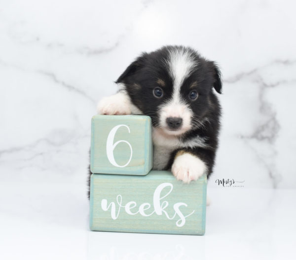 Mini / Toy Australian Shepherd Puppy Bonzai