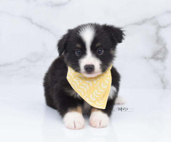 Mini / Toy Australian Shepherd Puppy Bonzai