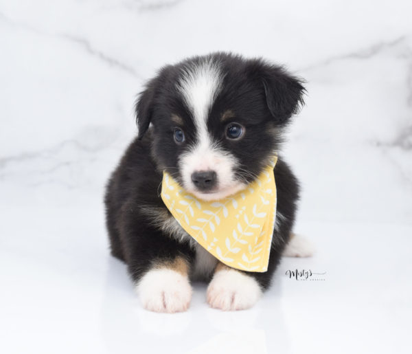 Mini / Toy Australian Shepherd Puppy Bonzai