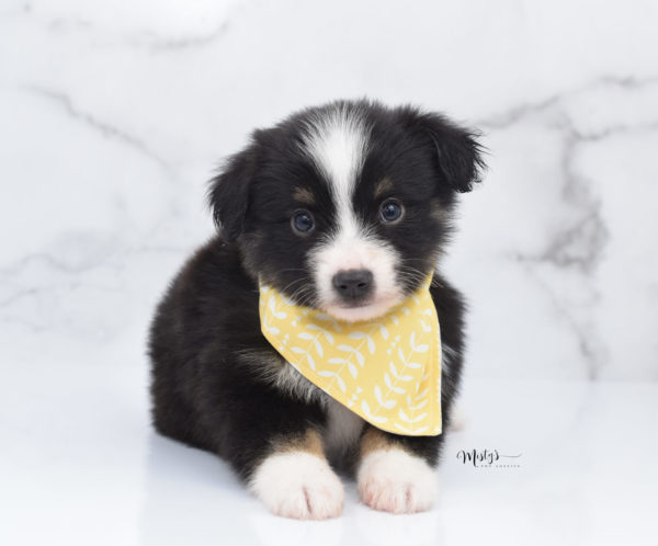 Mini / Toy Australian Shepherd Puppy Bonzai