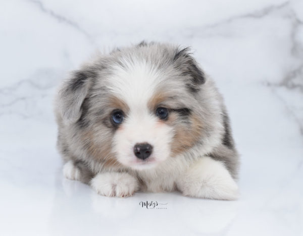 Mini / Toy Australian Shepherd Puppy Fletch