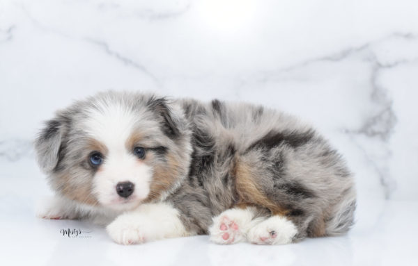 Mini / Toy Australian Shepherd Puppy Fletch