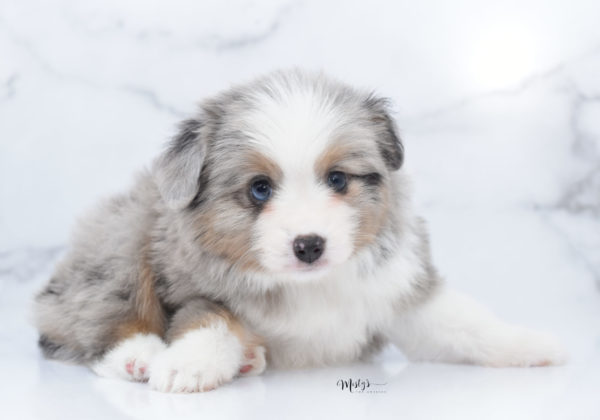 Mini / Toy Australian Shepherd Puppy Fletch