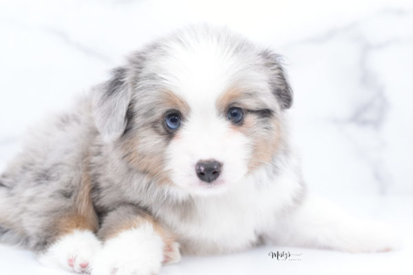 Mini / Toy Australian Shepherd Puppy Fletch